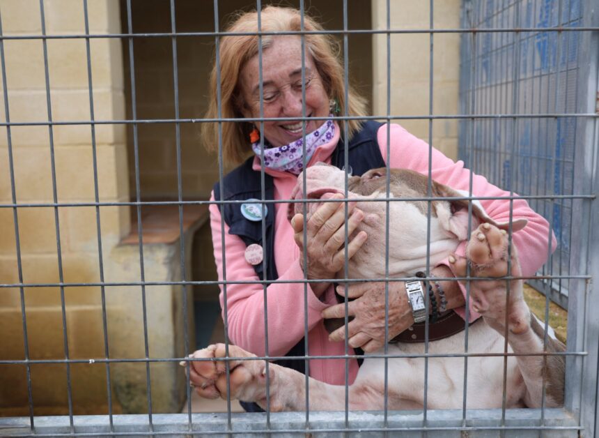 Siglo y medio de la Protectora en Málaga: «Entran menos animales, pero en mucho peor de estado»