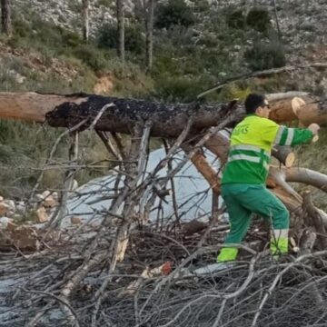 Las fuertes rachas de viento derriban un árbol en una carretera de Mijas pueblo