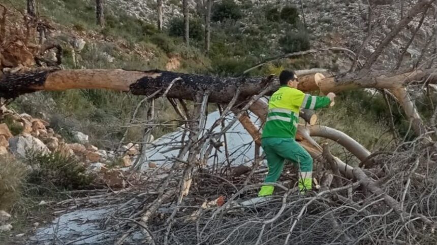 Las fuertes rachas de viento derriban un árbol en una carretera de Mijas pueblo