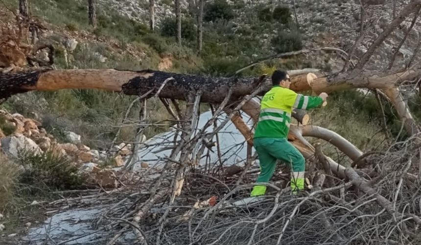 Las fuertes rachas de viento derriban un árbol en una carretera de Mijas pueblo Las fuertes rachas de viento derriban un árbol en una carretera de Mijas pueblo