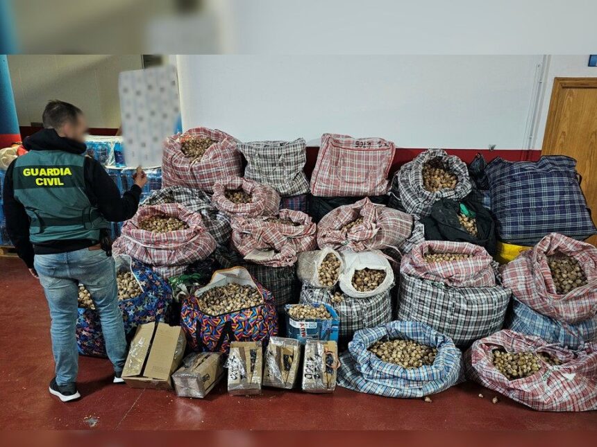 A prisión tres hombres por robar y enviar adormidera a Málaga, otros puntos de España y EEUU