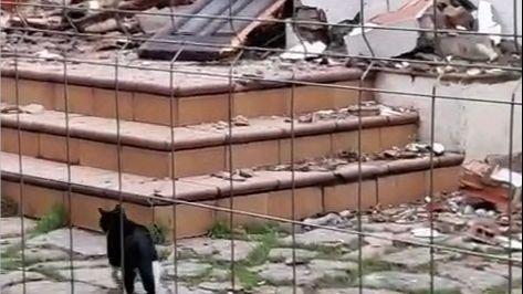 Un juzgado investigará un posible caso de maltrato animal por las obras del futuro Virgen de la Esperanza