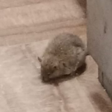 Guardias civiles de Mijas denuncian que trabajan con una plaga de ratas: «Son los animales que más enfermedades transmiten»