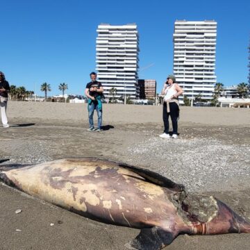 Hallan muerto un delfín con una herida en el cuello en la playa de la Misericordia de Málaga Hallan muerto un delfín con una herida en el cuello en la playa de la Misericordia de Málaga