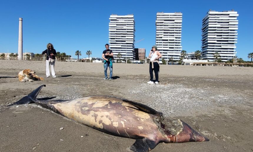 Hallan muerto un delfín con una herida en el cuello en la playa de la Misericordia de Málaga
