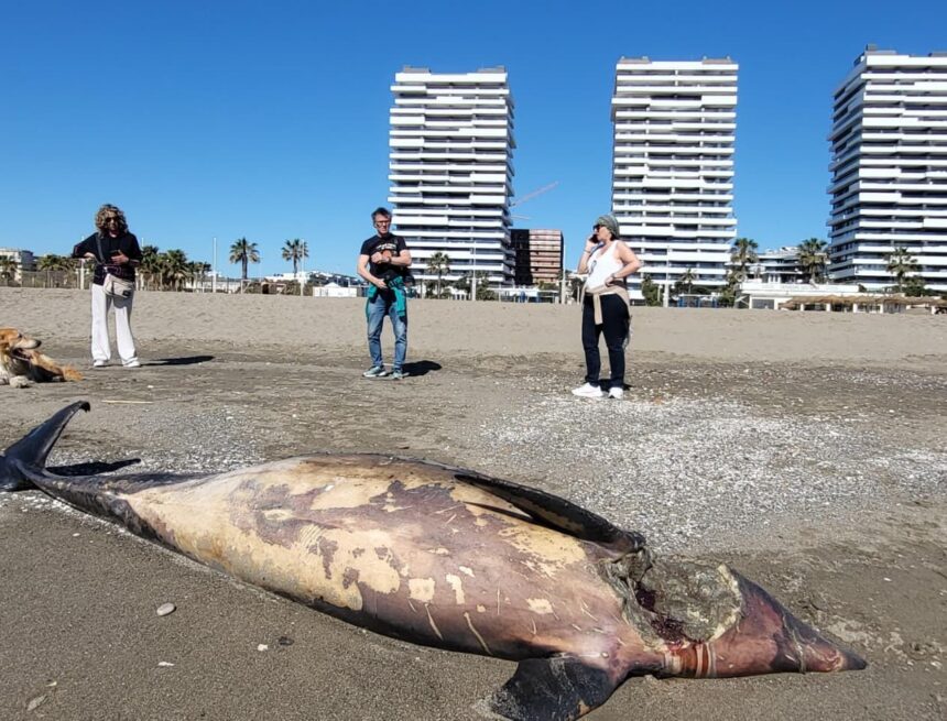 Hallan muerto un delfín con una herida en el cuello en la playa de la Misericordia de Málaga