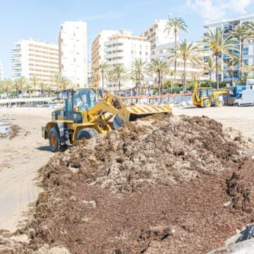 El alga invasora sigue azotando la costa malagueña