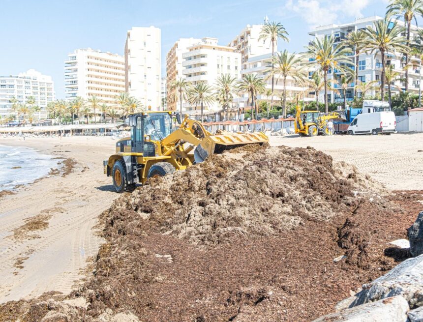 El alga invasora sigue azotando la costa malagueña