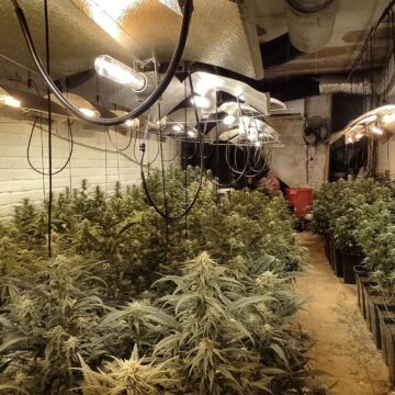 Endesa localiza 29 plantaciones de marihuana en Málaga con un consumo eléctrico equivalente al de 10.000 hogares