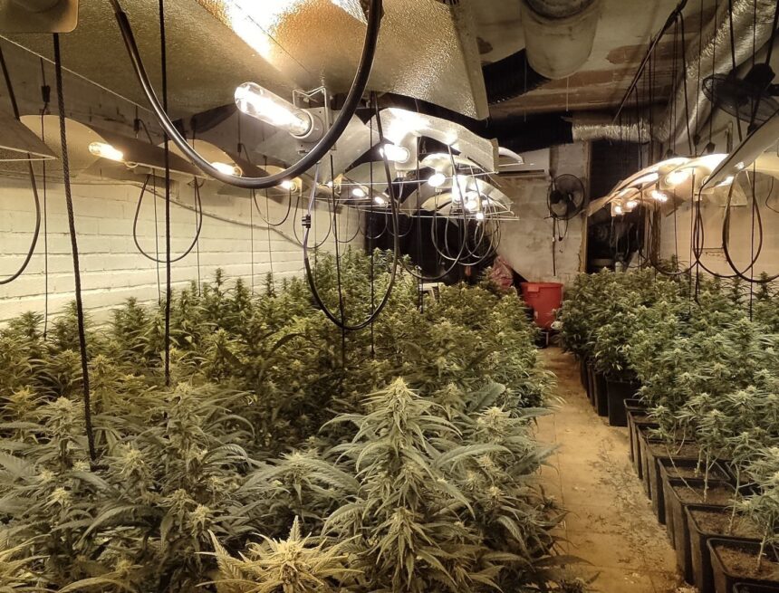 Endesa localiza 29 plantaciones de marihuana en Málaga con un consumo eléctrico equivalente al de 10.000 hogares Endesa localiza 29 plantaciones de marihuana en Málaga con un consumo eléctrico equivalente al de 10.000 hogares
