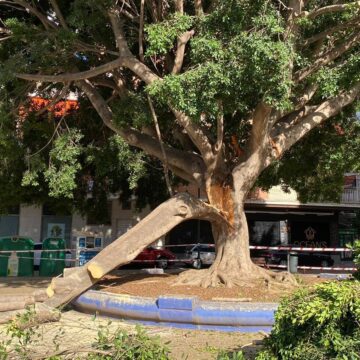 Una rama de un árbol de grandes dimensiones cae de madrugada cerca de unos bancos en La Paz, en Málaga capital Una rama de un árbol de grandes dimensiones cae de madrugada cerca de unos bancos en La Paz, en Málaga capital