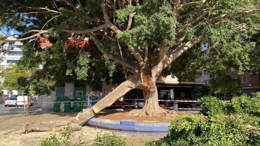 Una rama de un árbol de grandes dimensiones cae de madrugada cerca de unos bancos en La Paz, en Málaga capital