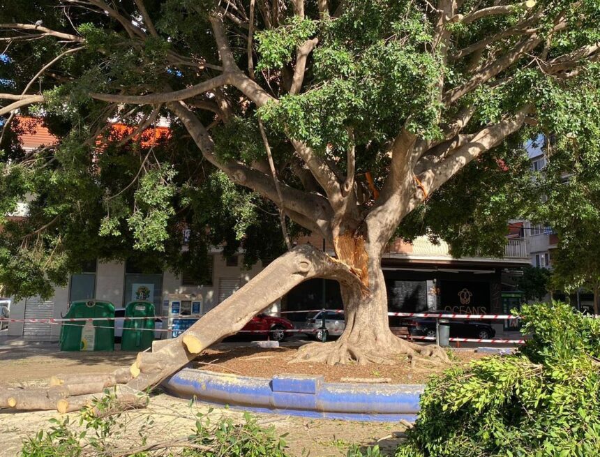 Una rama de un árbol de grandes dimensiones cae de madrugada cerca de unos bancos en La Paz, en Málaga capital