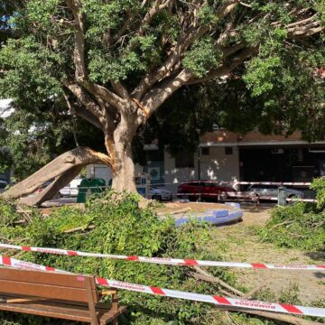El Ayuntamiento de Málaga intensificará la vigilancia del arbolado tras las últimas caídas de ramas El Ayuntamiento de Málaga intensificará la vigilancia del arbolado tras las últimas caídas de ramas