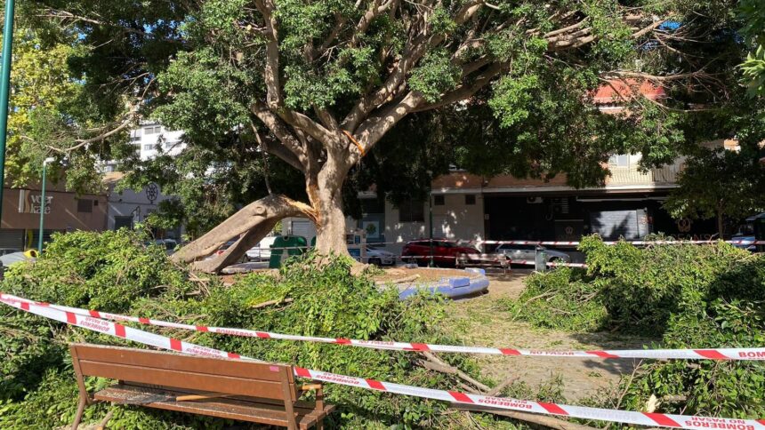 El Ayuntamiento de Málaga intensificará la vigilancia del arbolado tras las últimas caídas de ramas