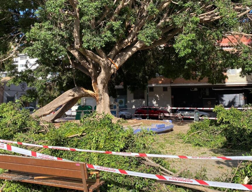 El Ayuntamiento de Málaga intensificará la vigilancia del arbolado tras las últimas caídas de ramas