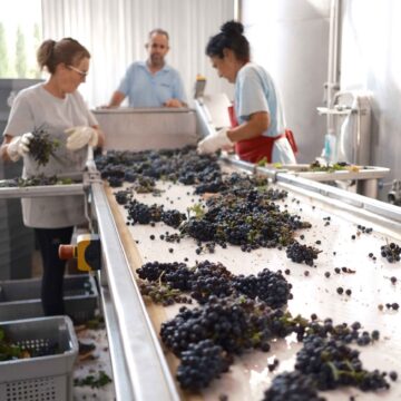 Trabajo artesanal para elaborar los vinos de la Serranía