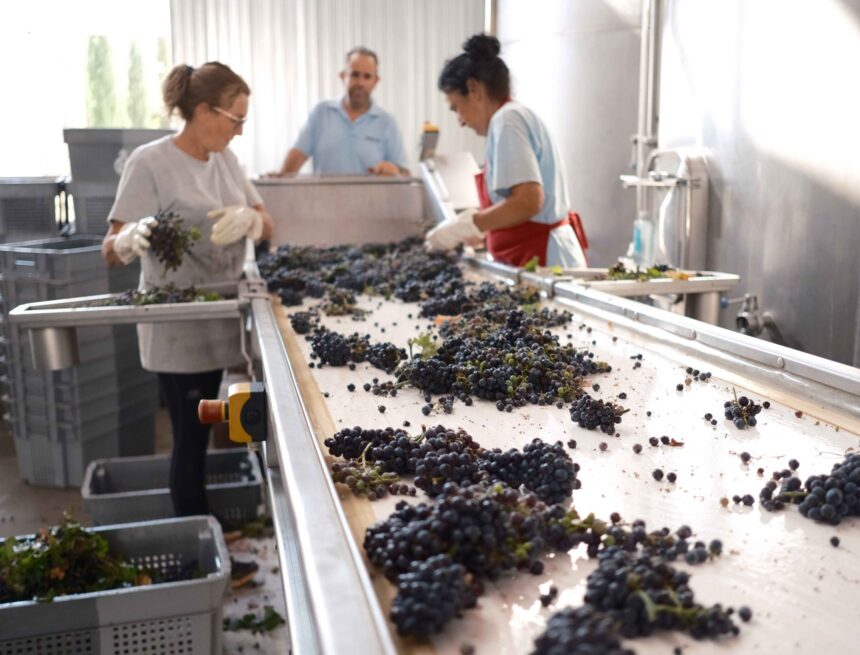 Trabajo artesanal para elaborar los vinos de la Serranía Trabajo artesanal para elaborar los vinos de la Serranía