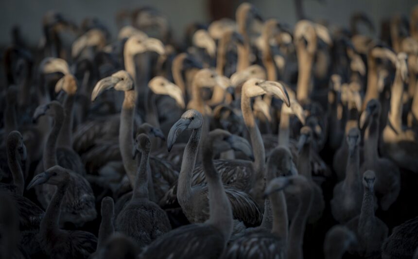 La Laguna de Fuente de Piedra marca 600 pollos de flamenco en el 40 aniversario de su tradicional anillamiento