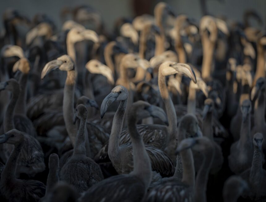 La Laguna de Fuente de Piedra marca 600 pollos de flamenco en el 40 aniversario de su tradicional anillamiento