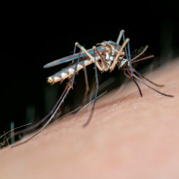 Alhaurín de la Torre, en alerta por el virus del Nilo tras hallar mosquitos portadores Alhaurín de la Torre, en alerta por el virus del Nilo tras hallar mosquitos portadores