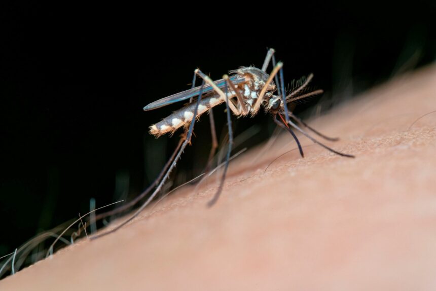 Alhaurín de la Torre, en alerta por el virus del Nilo tras hallar mosquitos portadores