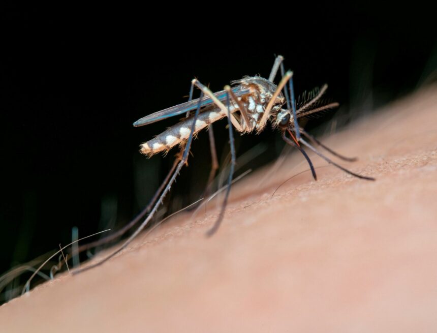 Alhaurín de la Torre, en alerta por el virus del Nilo tras hallar mosquitos portadores Alhaurín de la Torre, en alerta por el virus del Nilo tras hallar mosquitos portadores
