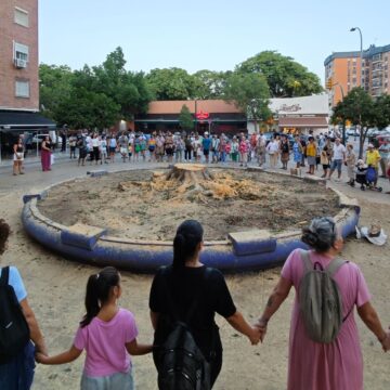 Málaga colocará un árbol de "porte medio" en la plaza de La Paz donde taló un ficus Málaga colocará un árbol de «porte medio» en la plaza de La Paz donde taló un ficus