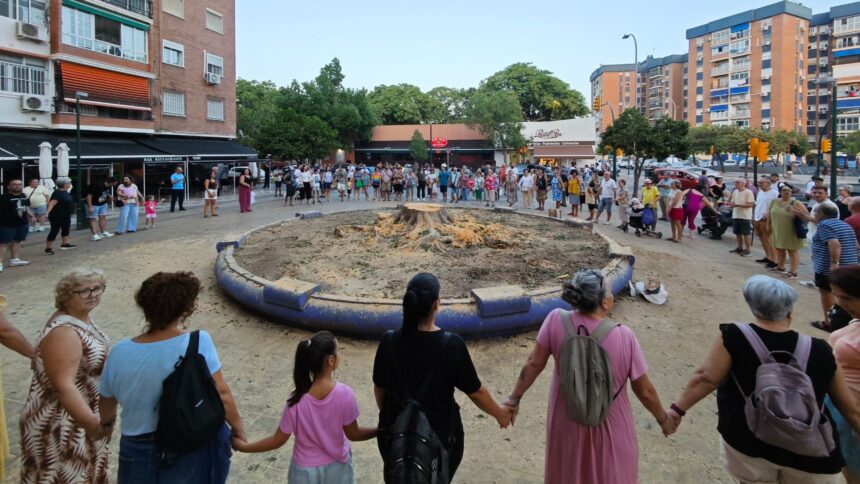 Málaga colocará un árbol de «porte medio» en la plaza de La Paz donde taló un ficus