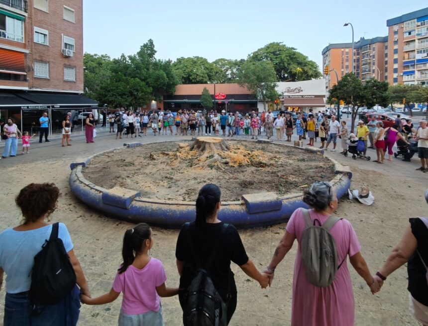 Málaga colocará un árbol de «porte medio» en la plaza de La Paz donde taló un ficus