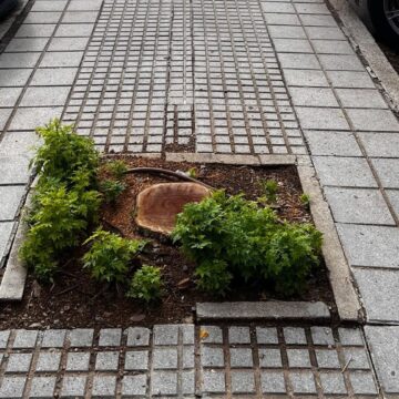 'Aquí falta un árbol': registran más de 2.200 alcorques con deficiencias en Málaga ‘Aquí falta un árbol’: registran más de 2.200 alcorques con deficiencias en Málaga
