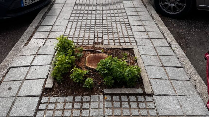 ‘Aquí falta un árbol’: registran más de 2.200 alcorques con deficiencias en Málaga