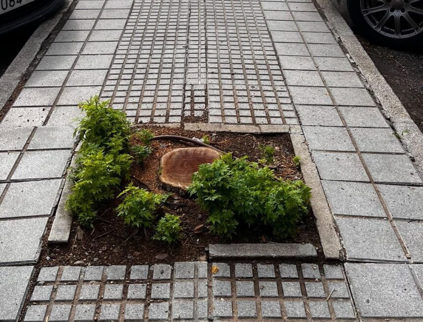‘Aquí falta un árbol’: registran más de 2.200 alcorques con deficiencias en Málaga