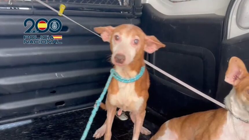 Rescatan 61 perros y gatos maltratados: estaban ‘presos’ en muebles de cocina en Vélez Málaga